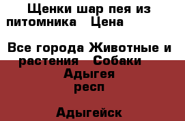 Щенки шар-пея из питомника › Цена ­ 15 000 - Все города Животные и растения » Собаки   . Адыгея респ.,Адыгейск г.